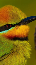 Bird Planet: A Photographic Journey